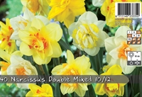 Narcis Double mix 40 løg